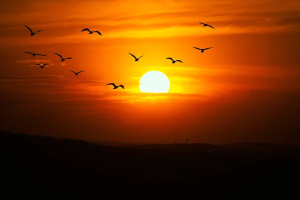 Afrikaanse Zonnewijzer Schemering Vliegende Zwerm Vogels Schemerlucht — Stockfoto