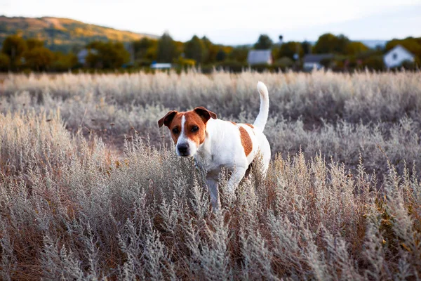 Chien Curieux Dans Herbe Sèche — Photo