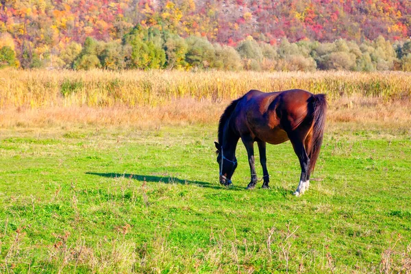 Caballo Marrón Pradera Temporada Otoño —  Fotos de Stock