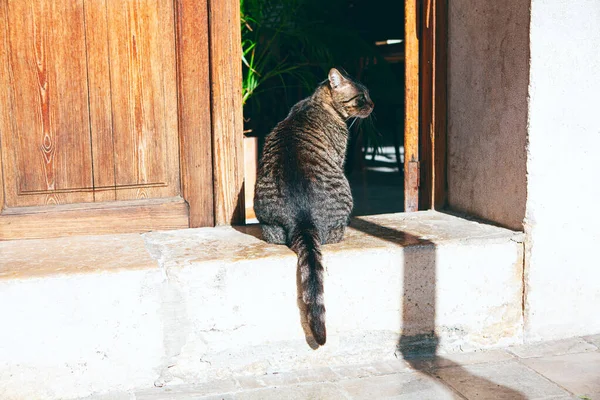 Gatto Domestico Piedi Sulla Porta — Foto Stock