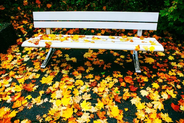 Banco Branco Parque Outono Com Folhas Coloridas — Fotografia de Stock