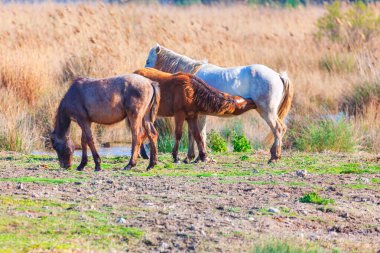 Atlar uzun kamışlarla çevrili otlakta huzur içinde otlarlar. Sakin kırsal kesim, doğal ortamdaki doğal hayatın güzelliğini ve sükunetini ön plana çıkarıyor. Ana attan tay hemşireleri.