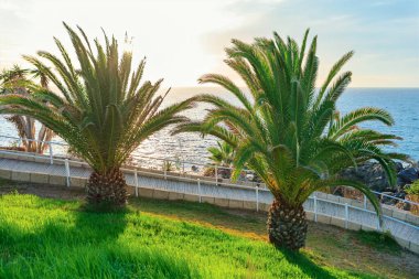 Palmiye ağaçları çimenli yamaçta durur, okyanus ve arka planda gün batımı gibi görünen bir patika. Altın saat güneşi, kıyı sahnesinde, denize bakan iki önde gelen palmiye ağacını gösteren sıcak bir parıltı yayar.