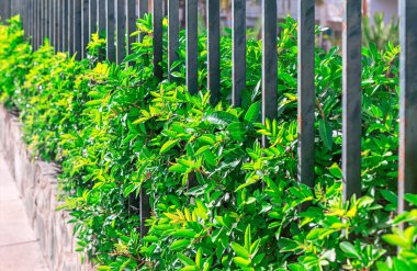 Yeşil çit, parlak metal çitlerin arkasında doğal mahremiyet sağlar. Bahçe sınırları ve güvenlik için mükemmeldir. Canlı açık hava sahnesi, doğal güzellik ve modern tasarım unsurlarının karışımını sunar.