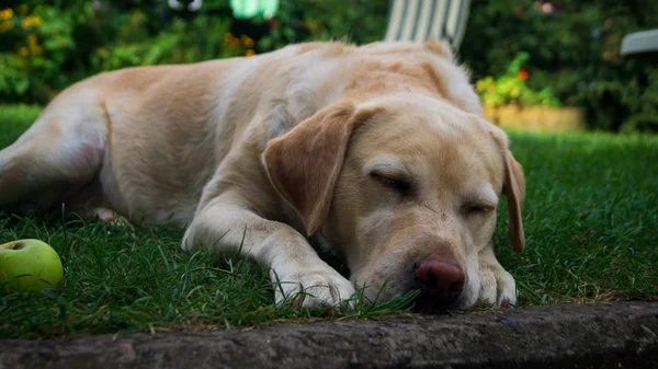 Cão Dormir Grama Verão — Fotografia de Stock