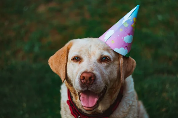 Cão Chapéu Festa — Fotografia de Stock