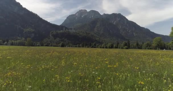 Drone lotnicze lot nad pole trawa zielony z kwiatami — Wideo stockowe