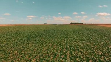 Yeşil Mısır alanının havadan görünümü