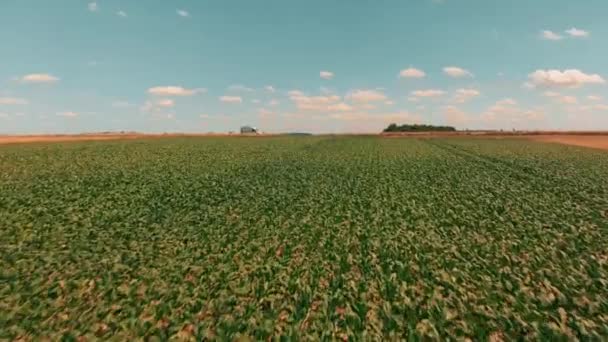 A légi felvétel a kukorica zöld mező — Stock videók