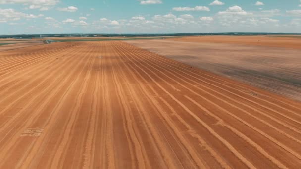 Vista aérea do campo de trigo ou centeio da cultura com fardos de palha de feno do stook. Colheita agricultura fazenda rural aérea 4k vídeo — Vídeo de Stock