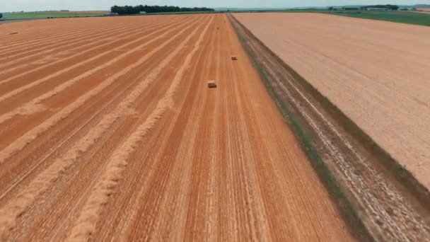 Letecký pohled na plodiny pšenice nebo žita pole s balíky sena, slámy stook. Sklizeň zemědělské farmy venkovských letecká videa 4k — Stock video