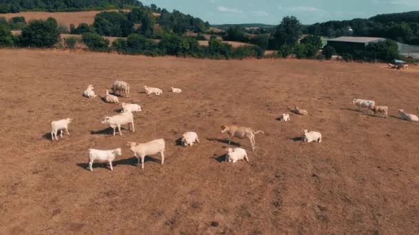 Flying over the herd of cows grazing on yellow field in summer day. Clouds on the blue sky and yellow grass. Aerial veiw on low altitude 4K — Stock Video