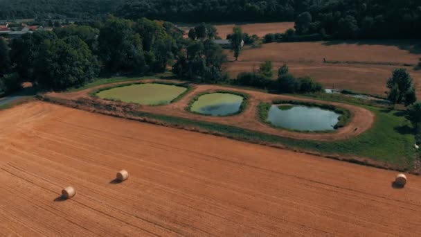Aerial view of crop wheat or rye field with stook hay straw bales. Three small lakes and river. Harvest agriculture farm rural aerial 4k video — Stock Video