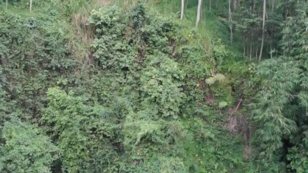 Drone tiro aéreo seguir corriente sobre la cascada de roca salvaje en palmeras tropicales en las selvas de Bali 4k — Vídeo de stock