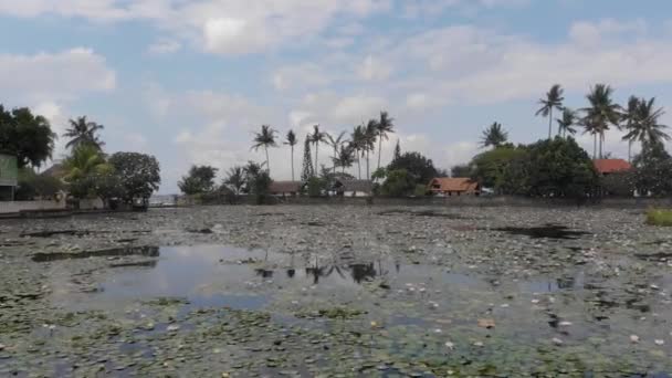 Το πεδίο της Lotus σε ένα τροπικό νησί Μπαλί, Ινδονησία. Όμορφη 4 k εναέρια σκηνή λωτοί, δέντρο plumeria, παλάμες και στα σύννεφα. — Αρχείο Βίντεο