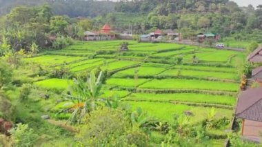 Dron, yukarıda güzel bir gününde pirinç terasları ile inanılmaz bir manzara havadan video. 4k