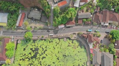 Bali, Endonezya göl ve Lotus sahada tropikal bir ada. Nilüferler, plumeria ağaç, avuç içi ve bulutlar küçük köy yakınındaki güzel hava sahne. 4k