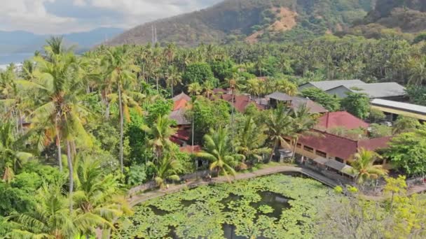 Jeziora i pola Lotus na tropikalny wyspa Bali, Indonezja. Piękne sceny powietrzne lotosów, plumeria drzewa, palmy i chmury w pobliżu małej wioski. 4k — Wideo stockowe