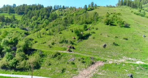 Europena 알프스에서 여름 하루에 녹색 분야에 방목 하는 소의 무리를 통해 비행. 푸른 하늘과 그 렌 잔디에 구름입니다. 낮은 고도의 4 k에 공중 veiw — 비디오