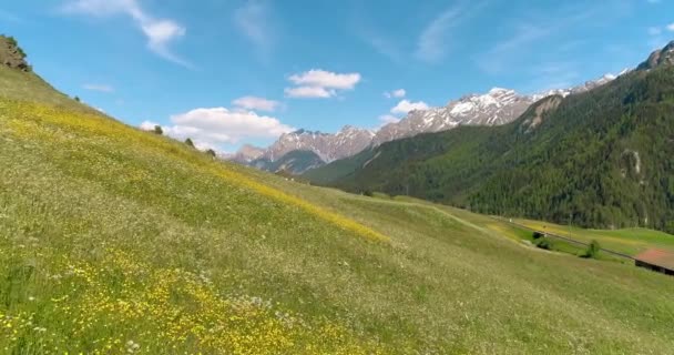 ड्रोन हिरव्या गवत आणि युरोपियन अल्प्समधील फुलांच्या शेतात उड्डाण करतो. बर्फाच्या शिखरांसह पर्वतांचे विलक्षण विहंगम दृश्य. 4K — स्टॉक व्हिडिओ