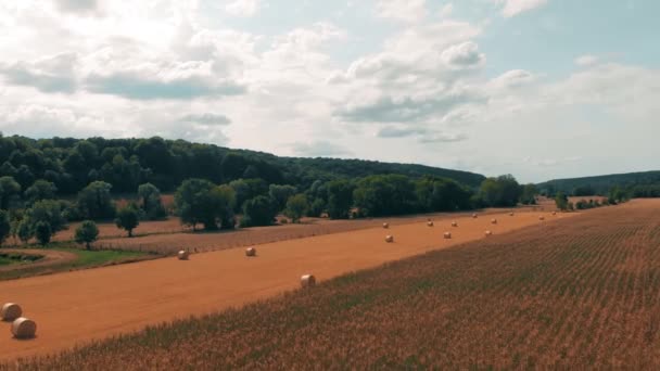 Vlucht over gewas tarwe of rogge veld met schuin hooi strobalen. Oogst landbouwbedrijf landelijke antenne 4k video achtergrond. Broodproductieconcept. — Stockvideo