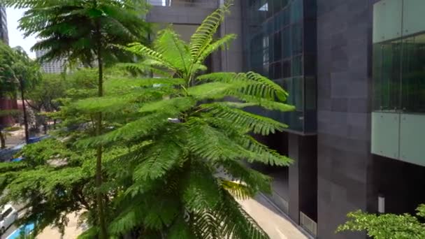 Grüner Farnbaum in der Nähe von Bürogebäuden, außen. Glasfenster an Betonfassade mit grünem Baum und Stadtverkehr. Tagsüber außerhalb Szene-Setup. 4k — Stockvideo