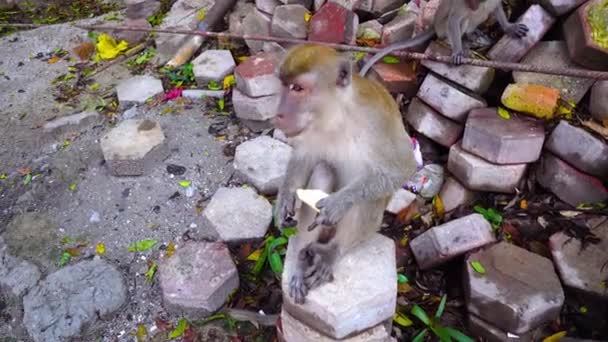 O macaco Langur come bolachas num parque na Malásia. Fecha. 4K — Vídeo de Stock