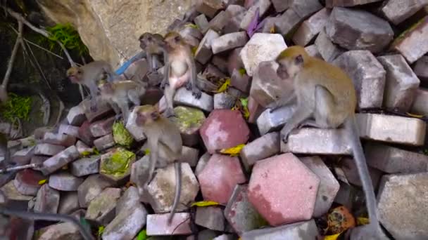 A lot of monkeys on stones in Malaysia park 4K — Stock Video