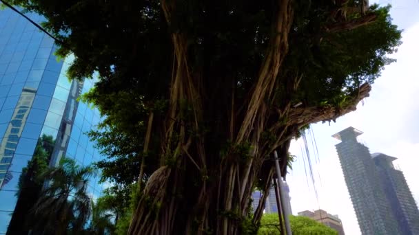 KUALA LUMPUR, MALASIA - 15 de mayo de 2018: Las Torres Petronas o Torres Gemelas Petronas, una atracción turística popular, se elevan por encima de los árboles tropicales verdes. 4K — Vídeos de Stock