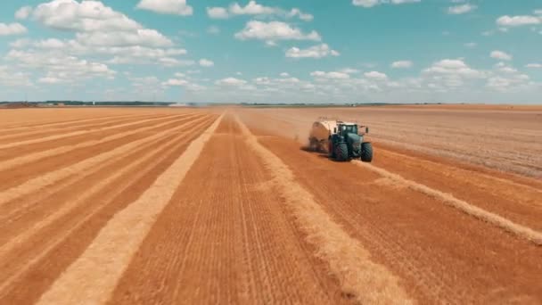 Aerial view flying over wheat field and combine harvester tractor with trailer that makes stacks of wheat at summers day 4K. — Stock Video