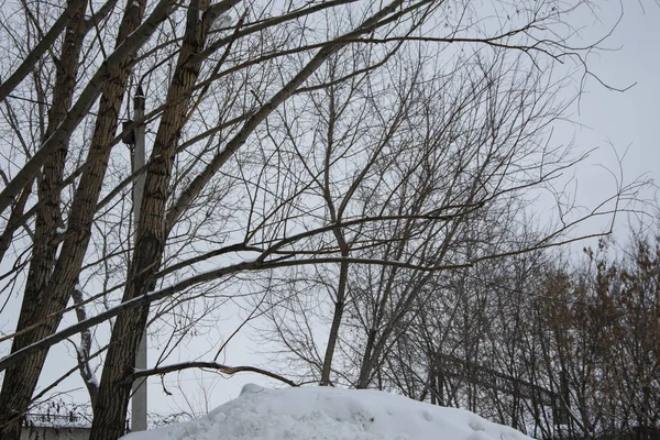 The trees in the Park. Winter weather, snow.