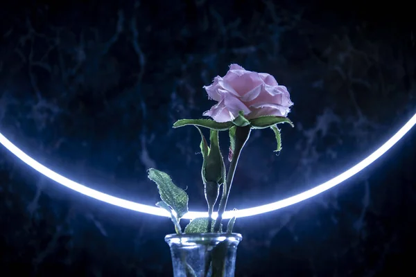 Paper rose. Art-photo. Blue background.