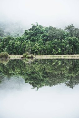 Tropikal orman, manzara ormanı