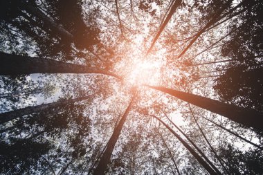 Tropikal orman, manzara ormanı