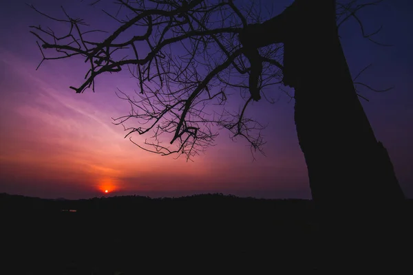 Ett Träd Den Vackra Soluppgången — Stockfoto
