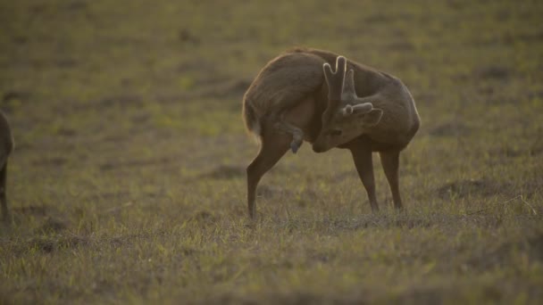 cerfs porcs dans la forêt de ThaïlandeAnimaux sauvages 