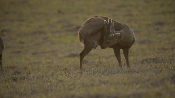 Schwarzwild Wald Thailands Wildtiere — Stockvideo