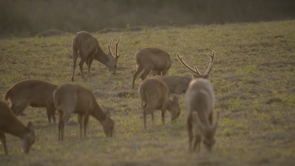 Олені Кози Лісі Thailandwild Animal — стокове відео