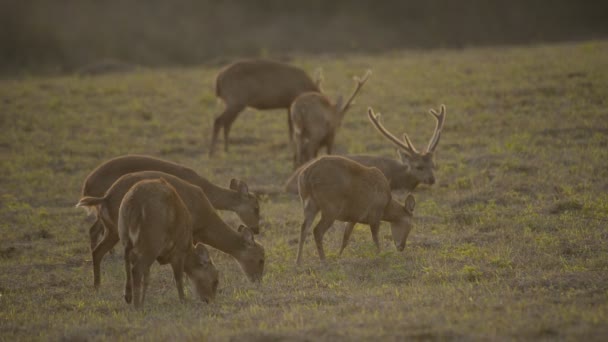 Tayland Vahşi Hayvanlar Ormanında Domuz Geyiği — Stok video