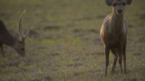 Veados Porcos Floresta Thailandwild Animais — Vídeo de Stock