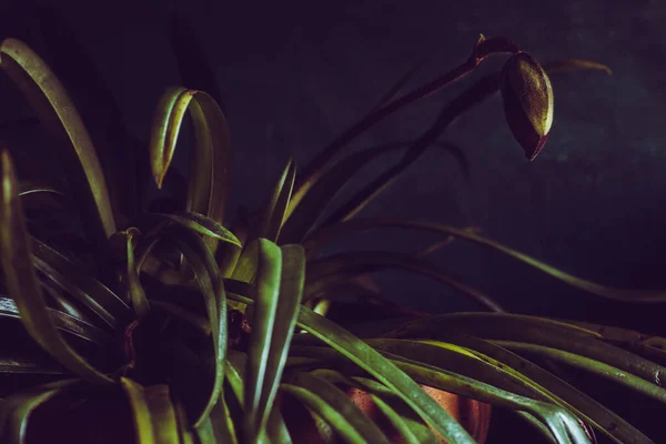 Натюрморт Орхідеєю — стокове фото
