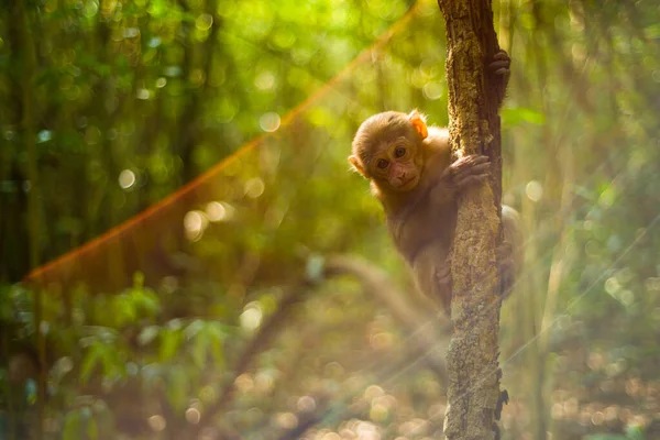 infant monkey climb up tree
