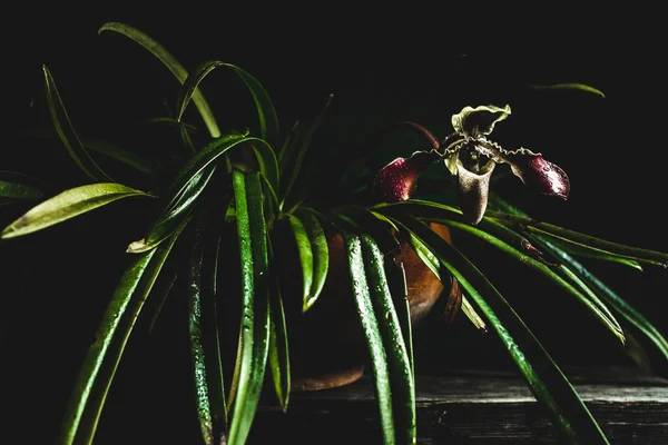 Martwa Natura Orchideą — Zdjęcie stockowe
