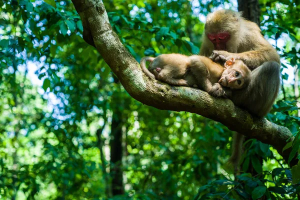 Macaco Mãe Macaco Bebê Sentado Galho Árvore — Fotografia de Stock