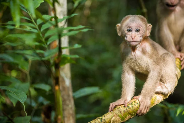 Mignon Bébé Moine Enfant Assam Macaque — Photo