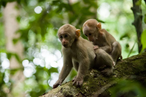 Macaco Infantil Bonito Macaco Infantil Assam — Fotografia de Stock