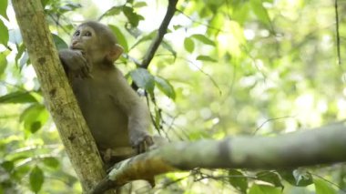 Şirin bebek maymun, Bebek Assam makağı.