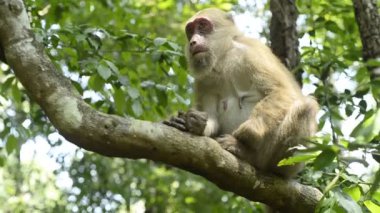 Anne maymun ve bebek maymun ağaç dalında oturuyorlar..