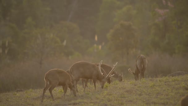 Tayland Vahşi Hayvanlar Ormanında Domuz Geyiği — Stok video