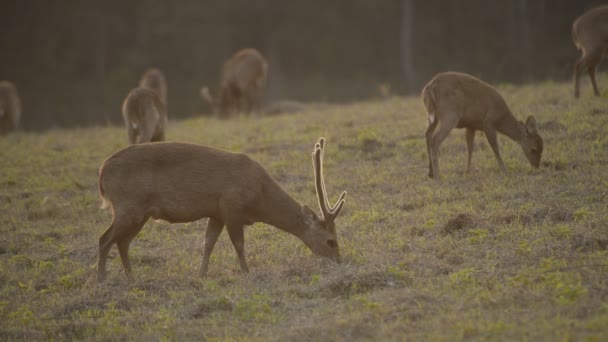 Veados Porcos Floresta Thailandwild Animais — Vídeo de Stock